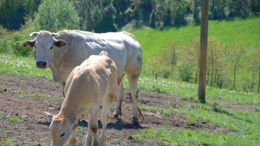Authtona rasa Pijemont selekcijom prenosi svoje dobre osobine i na druge rase goveda