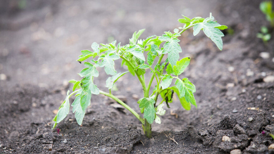Šta uzrokuje poleganje i uvenuće rasada?