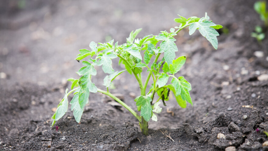 Šta uzrokuje polijeganje i uvenuće rasada?