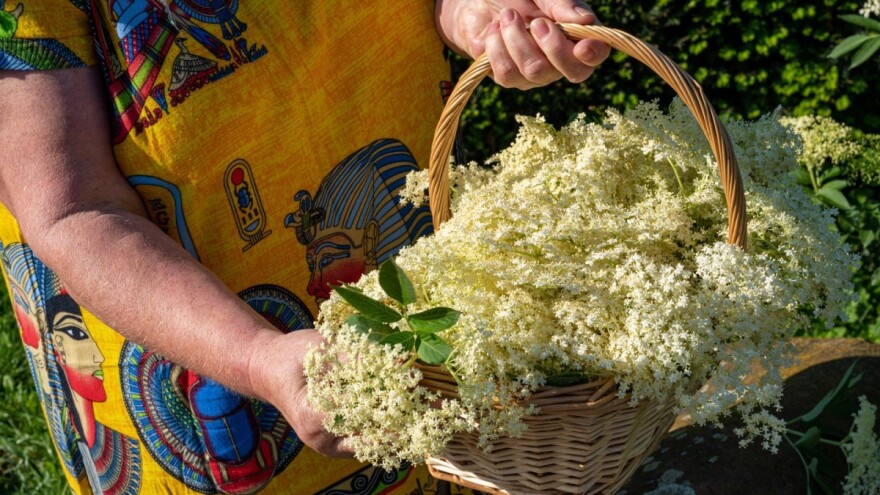 Zova - protiv prehlade, bolesti bubrega i bešike