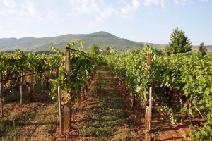 Otvoren poziv: U zakup se daju dva vinograda sa 30.000 loza i vinarija
