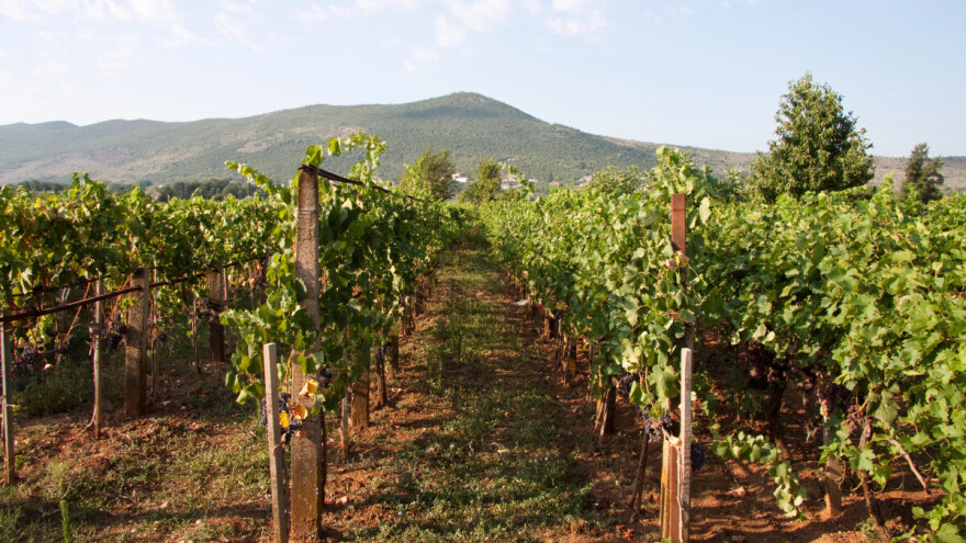 Otvoren poziv: U zakup se daju dva vinograda sa 30.000 loza i vinarija