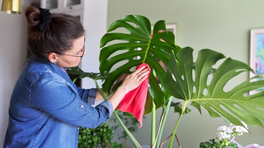 Doskočite komšinici s najljepšim cvijećem - kako odabrati odgovarajuće?