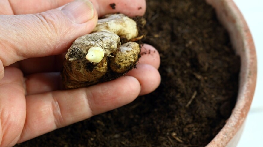 Ljekovite osobine đumbira i njegova laka proizvodnja kod nas
