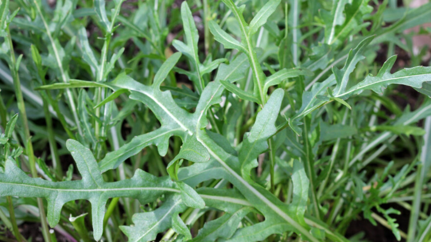 Uzgoj rukole: Raste tokom cijele godine