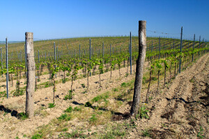 Donosimo izračun najavljenog natječaja za mjeru Restrukturiranje i konverzija vinograda