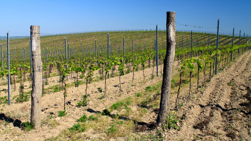Donosimo izračun najavljenog natječaja za mjeru Restrukturiranje i konverzija vinograda