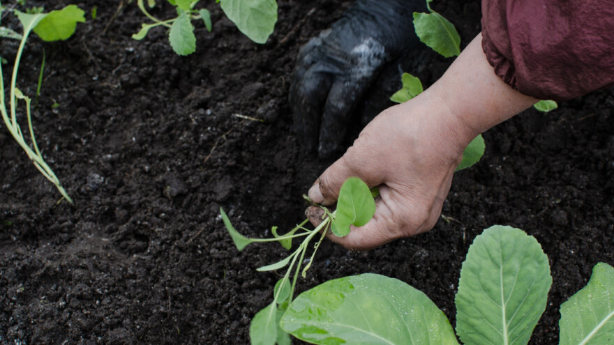 U tijeku je sjetva kupusa - osigurajte dovoljno vlage i zaštitite mlade biljke