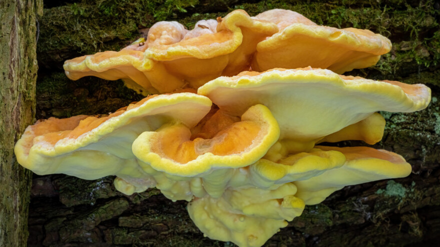 Gljivarski kalendar: Kada se javljaju najpoznatije vrste gljiva u Srbiji?