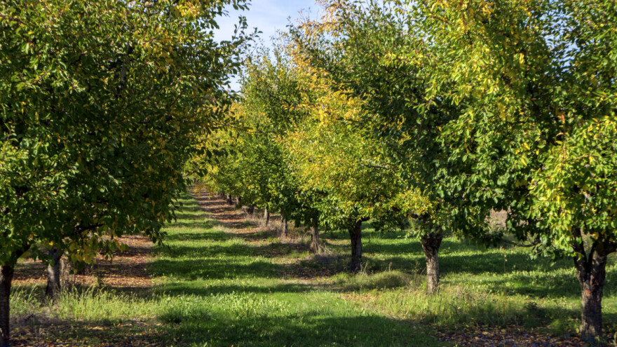 Zaštita koštičavog voća bakarnim sredstvima u jesen dezinfikuje i smiruje