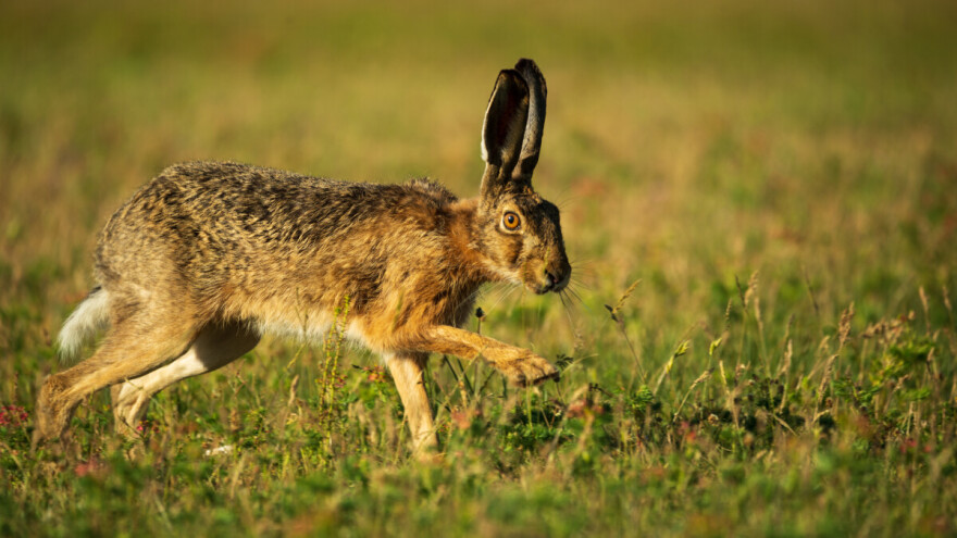 Zec: Kad vam pretrči put, vratite se - sanjati ga, znači neuspeh?