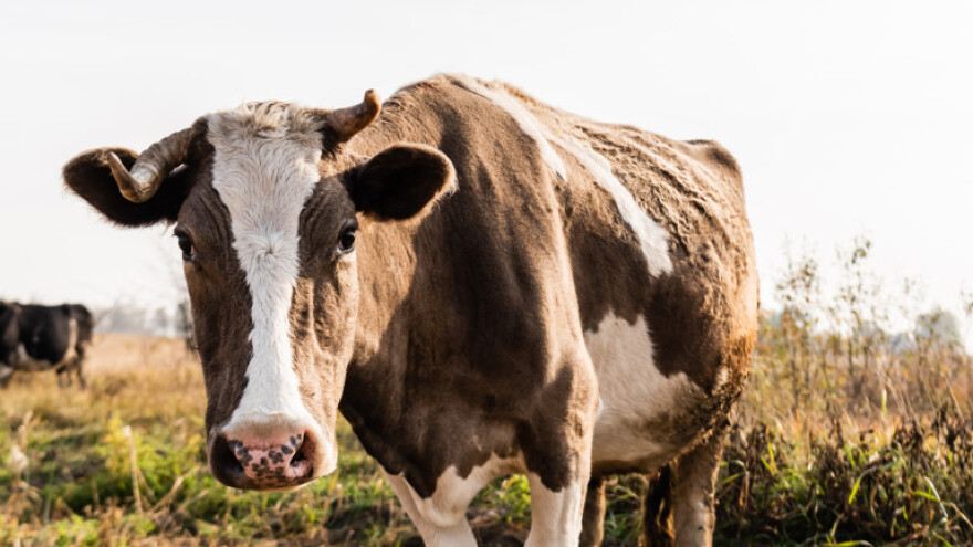 150.000 eura za zbrinjavanje napuštenih, izgubljenih i zanemarenih domaćih životinja