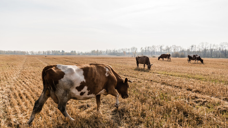 Pada proizvodnja i potrošnja mesa: Objavljeni kratkoročni izgledi poljoprivrednih tržišta