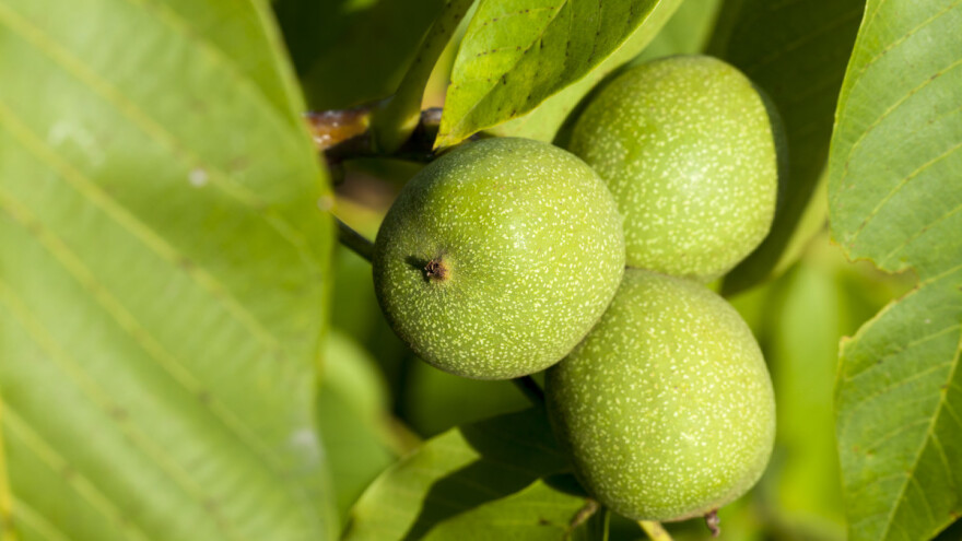 Orahova muva uništava plodove - ne postoje registrovani insekticidi?