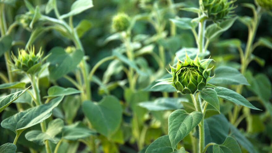 Faza butonizacije je vreme zaštite suncokreta od bolesti