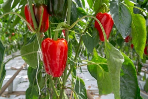 Priznat patent na otpornu papriku