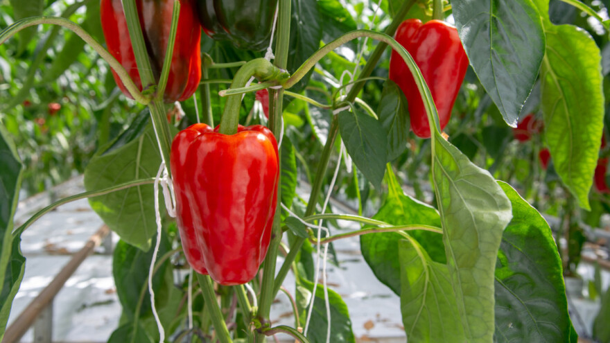 Rezidba paprike za zdraviji i bolji rod