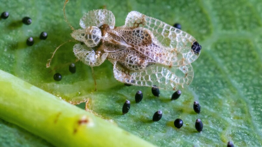 Hrastova mrežasta stjenica sve više prisutna na voćkama