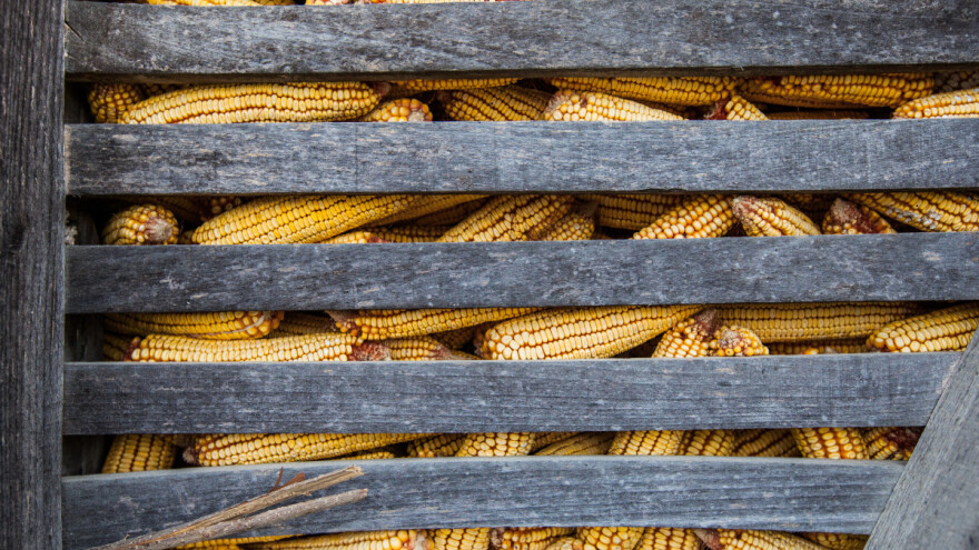 Skladištenje kukuruza u lošim uslovima može izazvati zaraze raznim infekcijama