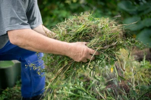 Evo šest metoda za suzbijanje uskolisnog korova