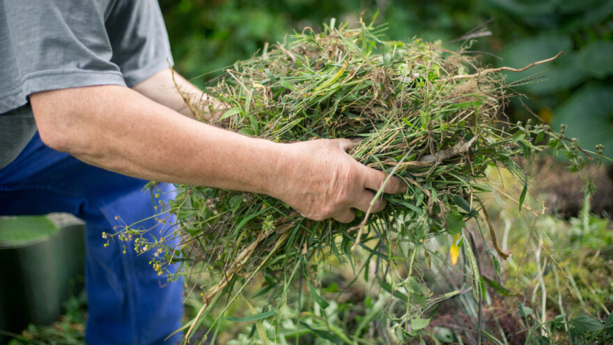 Evo 6 metoda za suzbijanje uskolisnog korova