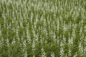 Usev lupine: Tri namene visokovredne biljke