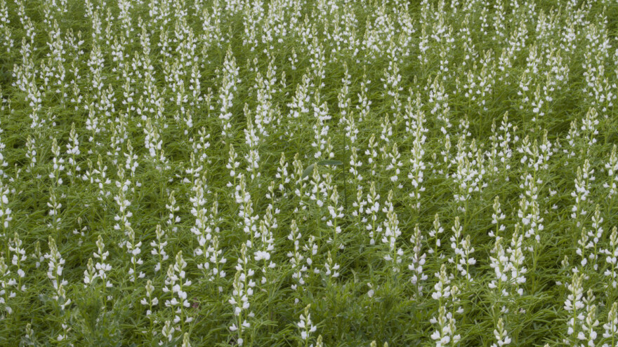 Usev lupine: Tri namene visokovredne biljke