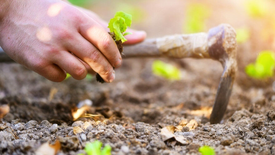 U oktobru sadimo, sejemo, malčiramo, kompostiramo