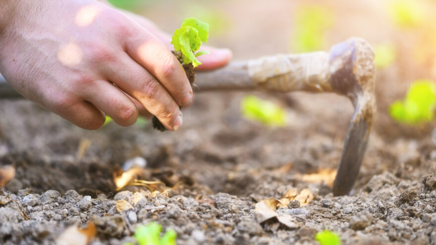 Kada je salata spremna za presađivanje u plastenik?