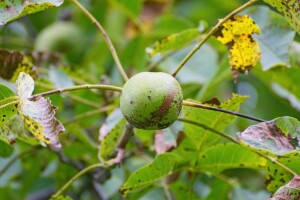Siva pjegavost oraha može uništiti oko 80% plodova i uzrokovati ranu defolijaciju