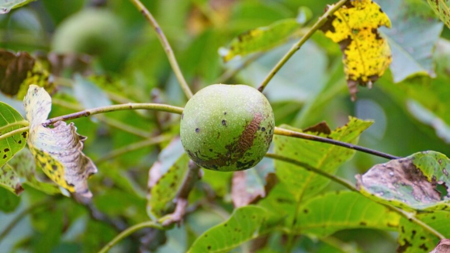Siva pjegavost oraha može uništiti oko 80% plodova i uzrokovati ranu defolijaciju