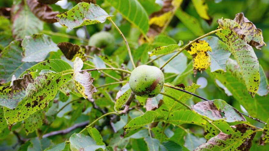 Zaštita oraha od sive pjegavosti je preventivna - šta uključuje?