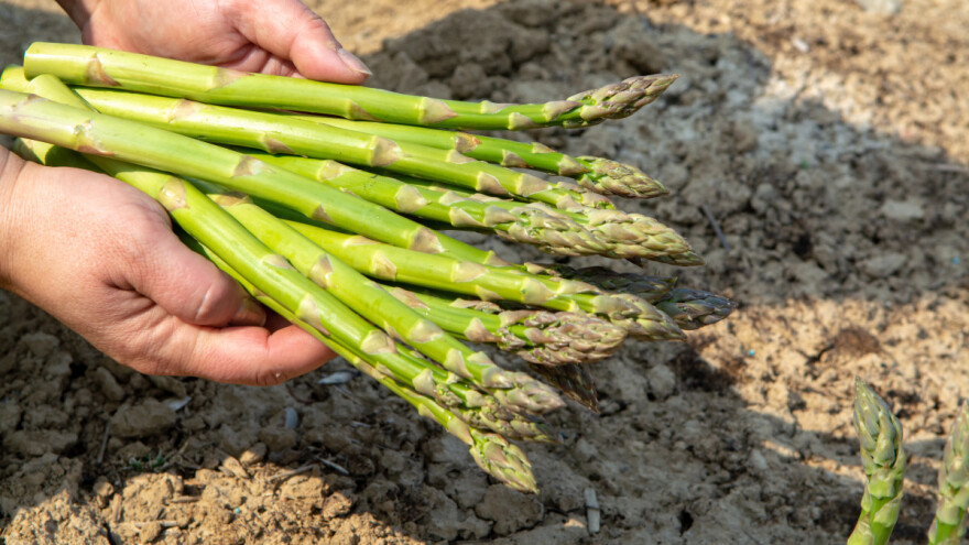 Berba šparoga u vinkovačkom kraju - ova godina bolja od prošle