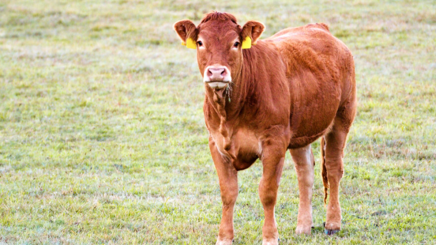 Junica Posh Spice prodana za rekordnih 0,6 miliona KM