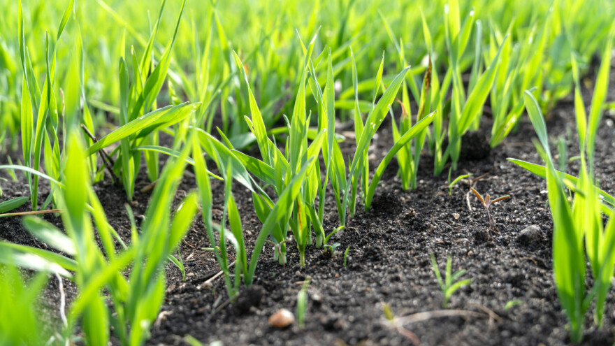 Strni usjevi: Mineralna gnojiva za kvalitetniji rast i veće prinose