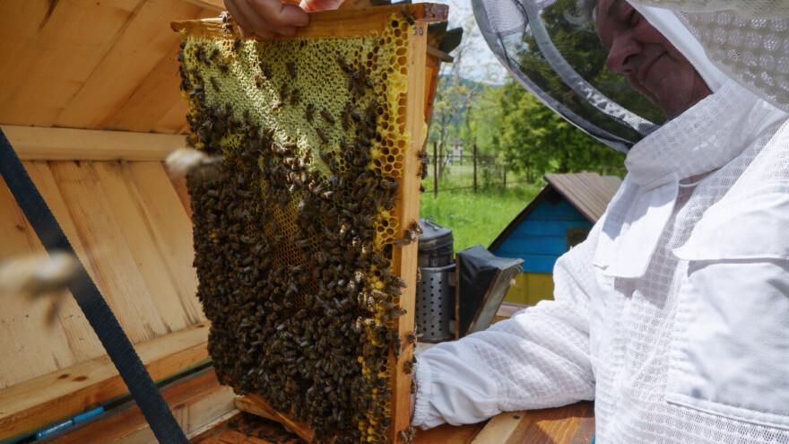 Razlog nestajanje pčela je pad imuniteta, kako im pomoći?
