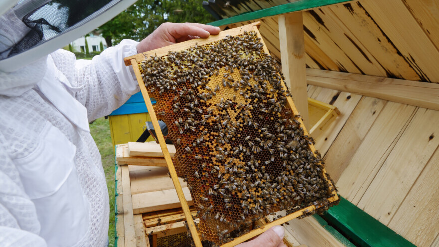 Dodatna podrška pčelarima u FBiH, koji je uslov?