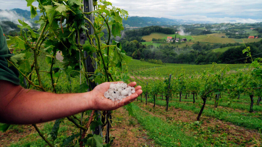 Grad nanio štete na kulturama lubenica, bostan, krompir i vinova loza