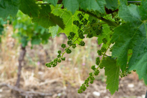 Vinograd tretirajte svakih 10-tak dana: Koje pripravke koristiti?