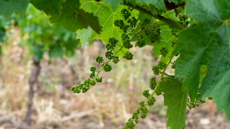 Vinograd tretirajte svakih 10-tak dana: Koje pripravke koristiti?