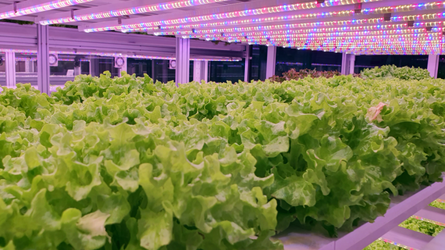 Otvorena najveća europska farma za vertikalni uzgoj povrća na 14 etaža
