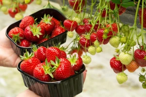 U Japanu se uskoro otvara "drive-in" plastenik za branje i kupovinu jagoda