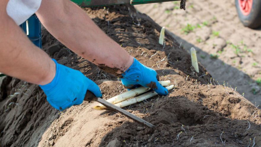 Kreće sezona šparoga i jagoda u Njemačkoj - što očekuje radnike?