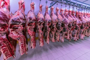 Raste globalna ponuda govedine, padaju cene?