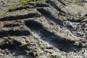 Vlaga i teška mehanizacija pospešuju sabijanje zemljišta