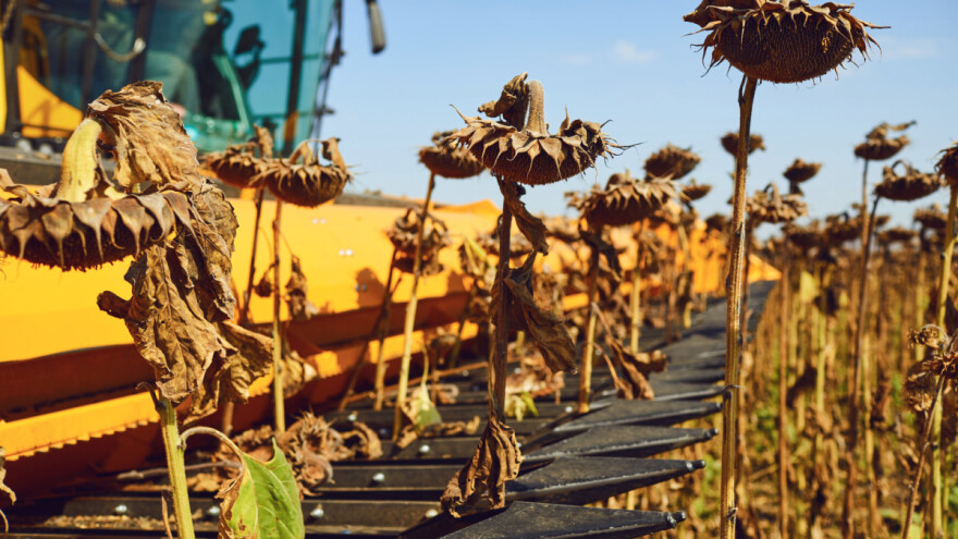 Koliki je prosječan prinos suncokreta u EU - kakav urod se očekuje?