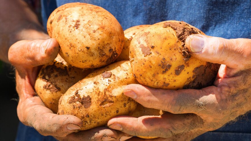 Prosvjed zbog uvoznog krumpira - poljoprivrednici dijelili svoj, eko uzgojen