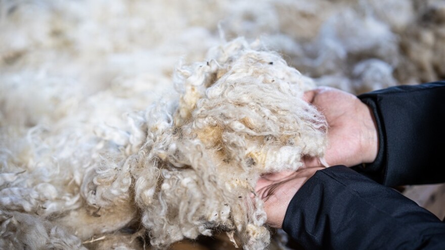 Kako ovčju vunu koristiti kao gnojivo i malč?