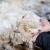 Kako ovčju vunu koristiti kao đubrivo i malč?