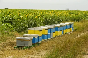 Pesticidi će "smeti" da smanje samo 10 odsto kolonija pčela